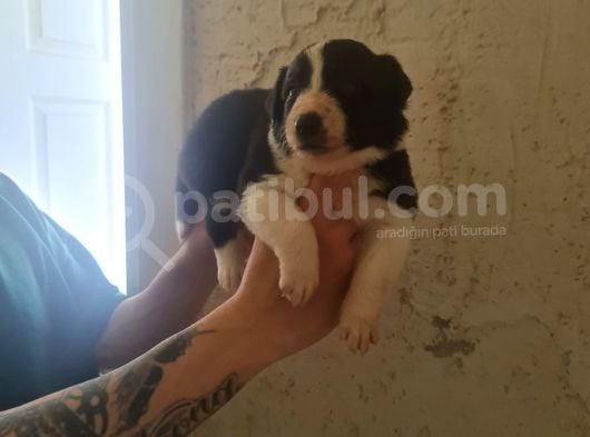 Border Zeka Küpü Bebekler Için Acele Edin görsel