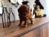 Toy Poodle