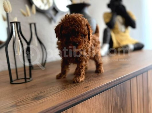 Toy Poodle görsel