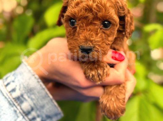 Peluş Görünüm Sağlık Ve Irk Garantili Toy Poodle Yavrularım görsel
