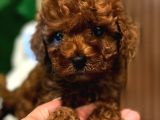 MUHTEŞEM RED BROWN TOY POODLE YAVRULARIMIZ