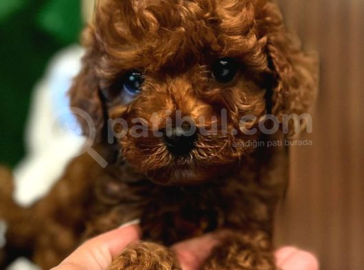 MUHTEŞEM RED BROWN TOY POODLE YAVRULARIMIZ
