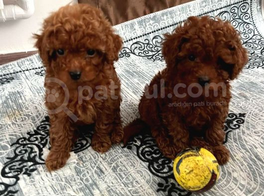 Toy Poodle Irk Ve Sağlik Garanti̇li̇ görsel