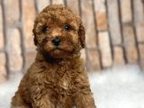 Red Brown Kizil Orji̇nal Toy Poodle Yavrular