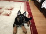 2 aylık alman çoban köpeği showline