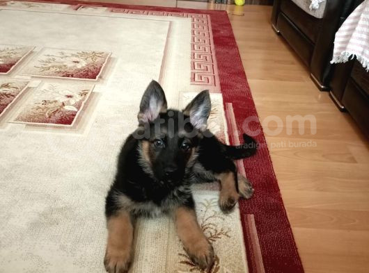 2 Aylık Alman Çoban Köpeği Showline