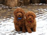 RED BROWN KIZIL ORJİNAL TOY POODLE YAVRULAR