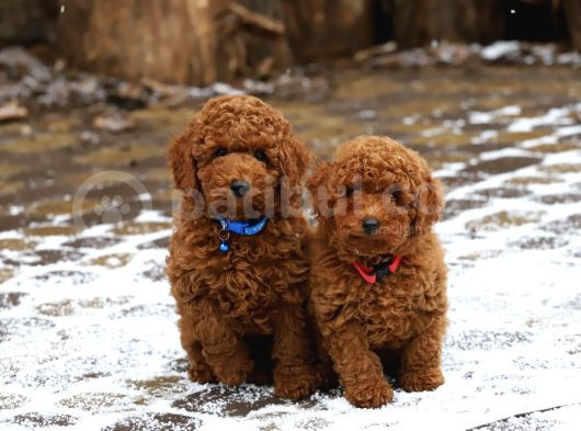 Red Brown Kizil Orji̇nal Toy Poodle Yavrular