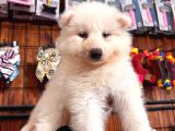 Samoyed Bebekler Için Acele Edin