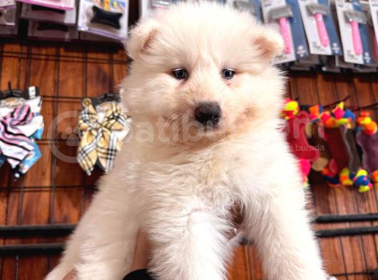 Samoyed Bebekler Için Acele Edin görsel