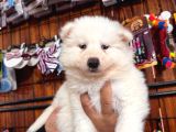 Samoyed Bebekler Için Acele Edin