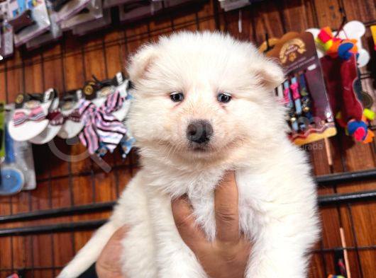 Samoyed Bebekler Için Acele Edin görsel