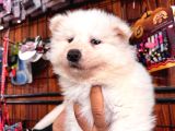 Samoyed Bebekler Için Acele Edin