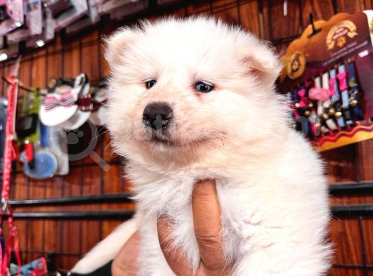 Samoyed Bebekler Için Acele Edin görsel