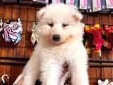 Samoyed Bebekler Için Acele Edin