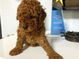 Red Toy Poodle Wc Eğitimli Yavrum