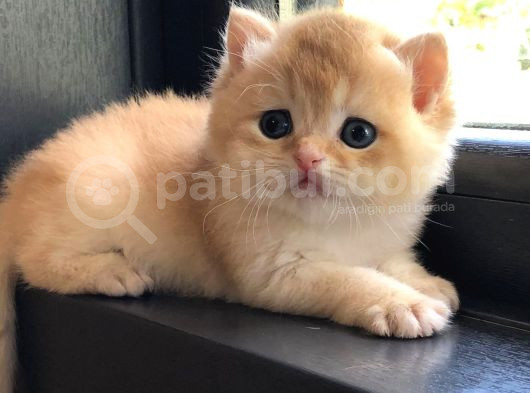 A Kalite Bri̇ti̇sh Shorthai̇r Golden  Yavrular görsel