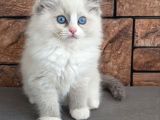 Safkan Mavi Gözlü Ragdoll Yavrumuz