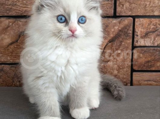 Safkan Mavi Gözlü Ragdoll Yavrumuz görsel