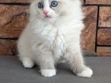 Safkan Mavi Gözlü Ragdoll Yavrumuz