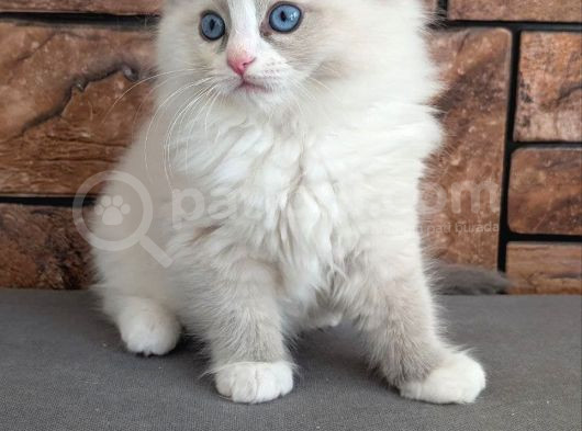 Safkan Mavi Gözlü Ragdoll Yavrumuz görsel