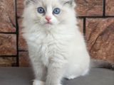 Safkan Mavi Gözlü Ragdoll Yavrumuz