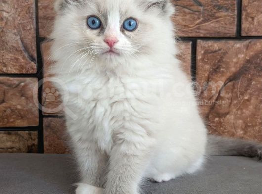 Safkan Mavi Gözlü Ragdoll Yavrumuz görsel
