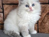 Safkan Mavi Gözlü Ragdoll yavrumuz