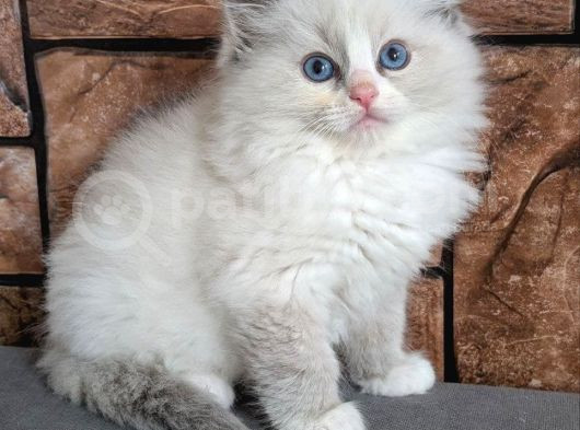 Safkan Mavi Gözlü Ragdoll Yavrumuz