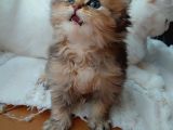 Black Golden Bebek Tesli̇me Hazir