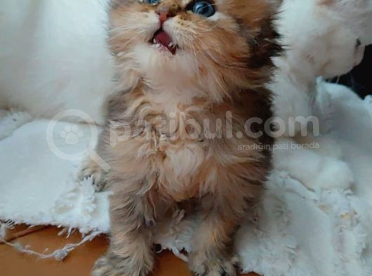Black Golden Bebek Tesli̇me Hazir görsel