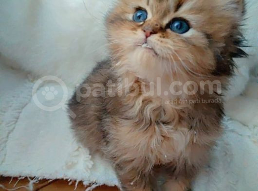 Black Golden Bebek Tesli̇me Hazir