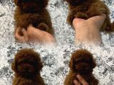 Red Brown Kizil Orji̇nal Toy Poodle Yavrular