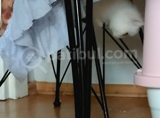 Acil Satışta Yavru Kediler görsel