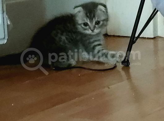 Acil Satışta Yavru Kediler