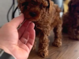 Toy Poodle