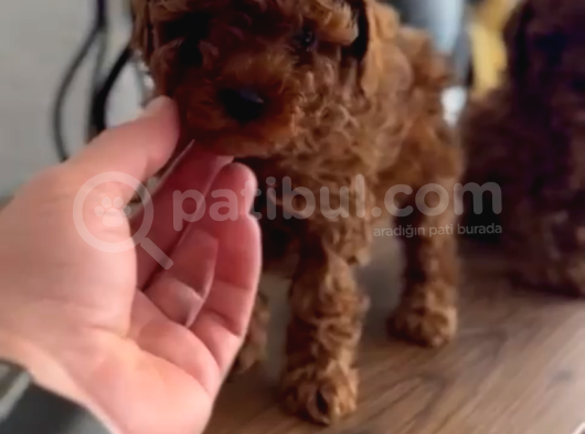 Toy Poodle görsel