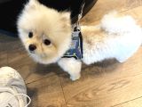 Pomeranian Boo