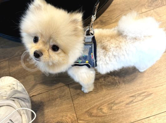 Pomeranian Boo