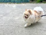 EFSANE POMERANİAN BOO 10 AYLIK