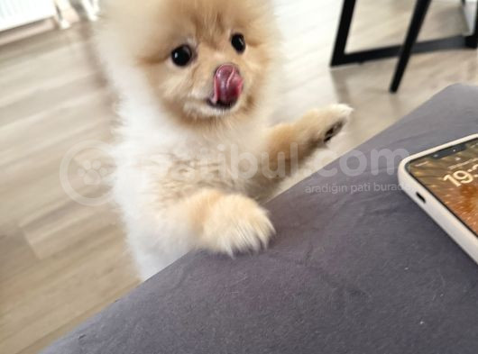 Pomeranian Boo görsel