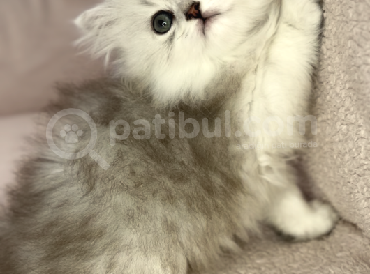 Güzeller Güzeli̇ Kizlarim görsel