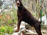 Birici Sınıf Doberman Yavrulari