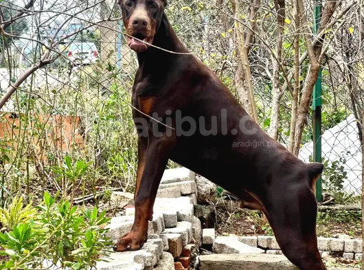 Birici Sınıf Doberman Yavrulari görsel
