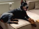 Birici sınıf doberman yavrulari