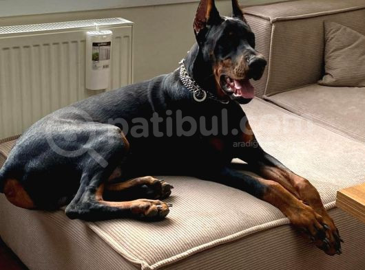 Birici Sınıf Doberman Yavrulari