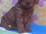 Red Brown Kizil Orji̇nal Toy Poodle Yavrular