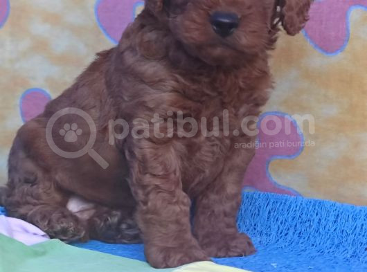 Red Brown Kizil Orji̇nal Toy Poodle Yavrular görsel