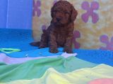 Red Brown Kizil Orji̇nal Toy Poodle Yavrular