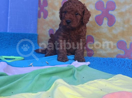 Red Brown Kizil Orji̇nal Toy Poodle Yavrular görsel